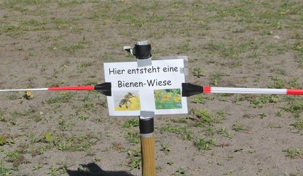 Acker mit Schild, wo draufsteht 'Hier entsteht eine neue Bienenwiese'  - Copyright: Ulrike Kerlin