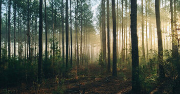 Wald bei Sonnenaufgang - Copyright: Unsplash