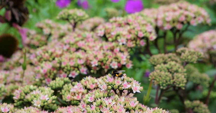 Blumen und Hummel